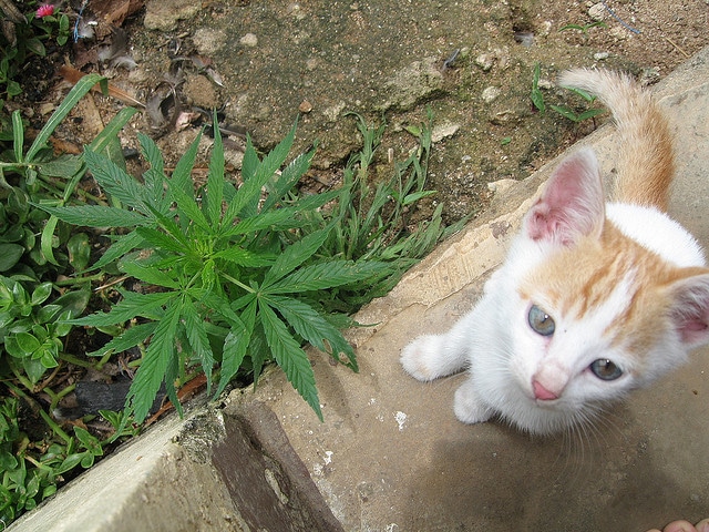 Cat Sitting Next to Pot Plant